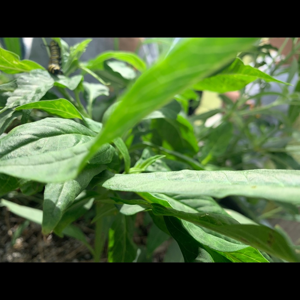 Meet your Posher, Maria